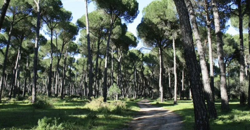 Cervia città giardino: Passeggiate meditative in Pineta